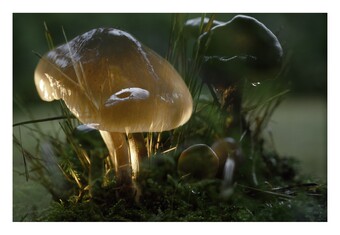 Leuchtender Pilz mit durchscheinendem Schirm zwischen dunklen Blättern