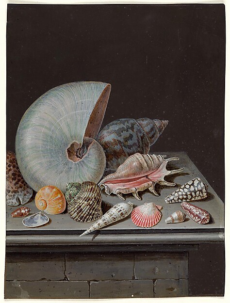 Stillleben mit Muscheln und Schnecken (Konchylien), im Zentrum eine Nautilusschnecke